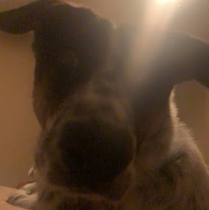 Meet your Posher, Town